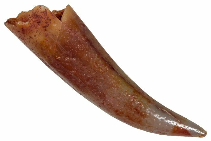 Fossil Fish Fang (Aidachar) - Kem Kem Beds, Morocco #290880